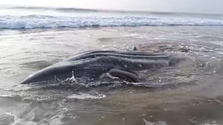Andhra: వామ్మో.. సిక్కోలు సముద్ర తీరంలో భారీ తిమింగలం.. ఆ తర్వాత జరిగిందిదే.. వీడియో