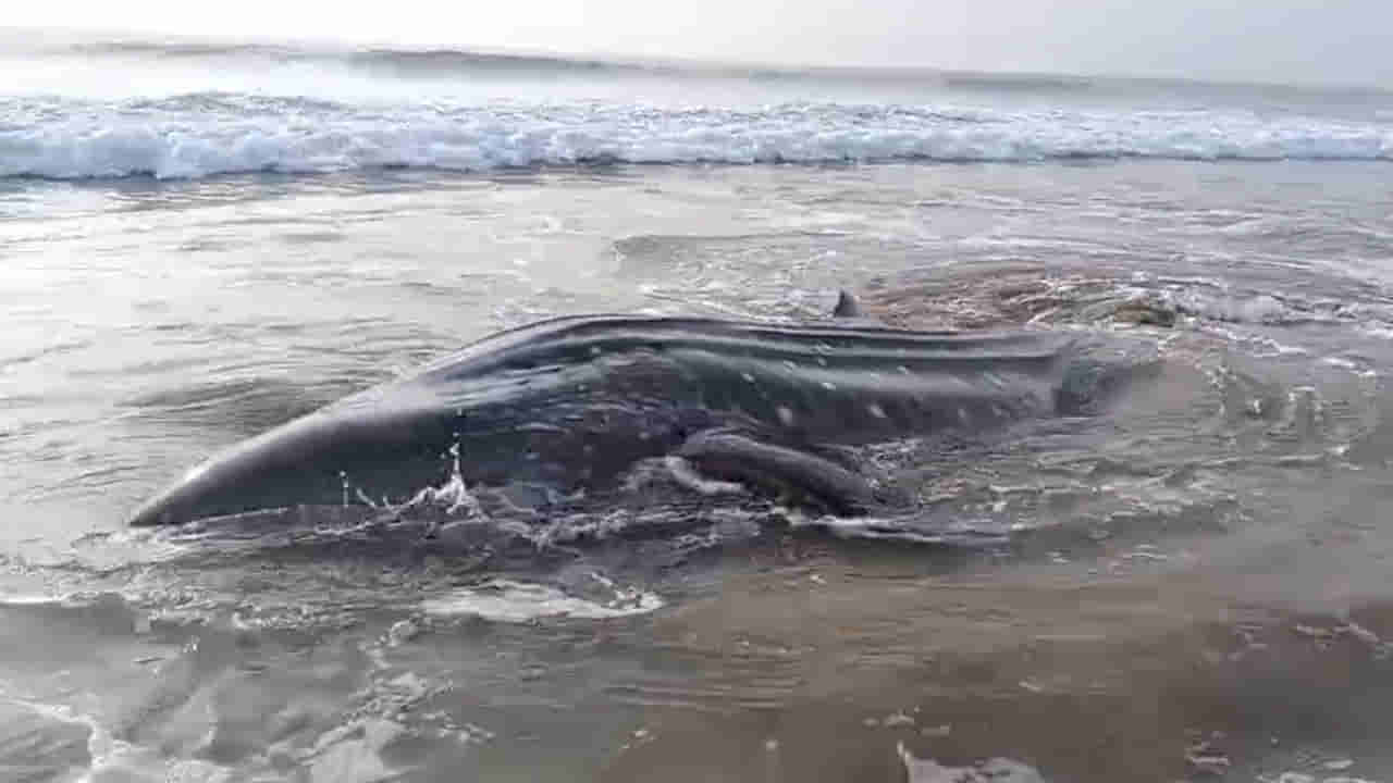 Andhra: వామ్మో.. సిక్కోలు సముద్ర తీరంలో భారీ తిమింగలం.. ఆ తర్వాత జరిగిందిదే.. వీడియో