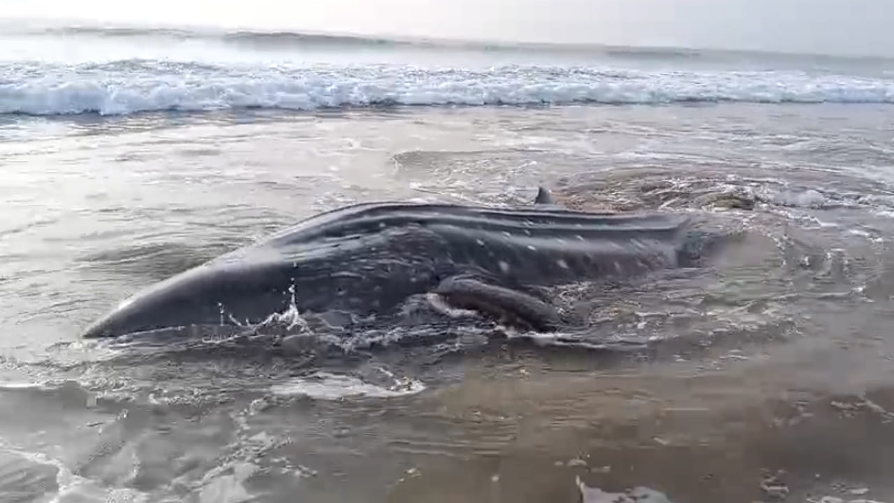 Andhra: వామ్మో.. సిక్కోలు సముద్ర తీరంలో భారీ తిమింగలం.. ఆ తర్వాత జరిగిందిదే.. వీడియో