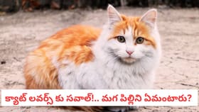 క్యాట్ లవర్స్ కు సవాల్!.. మగ పిల్లిని ఏమంటారు?