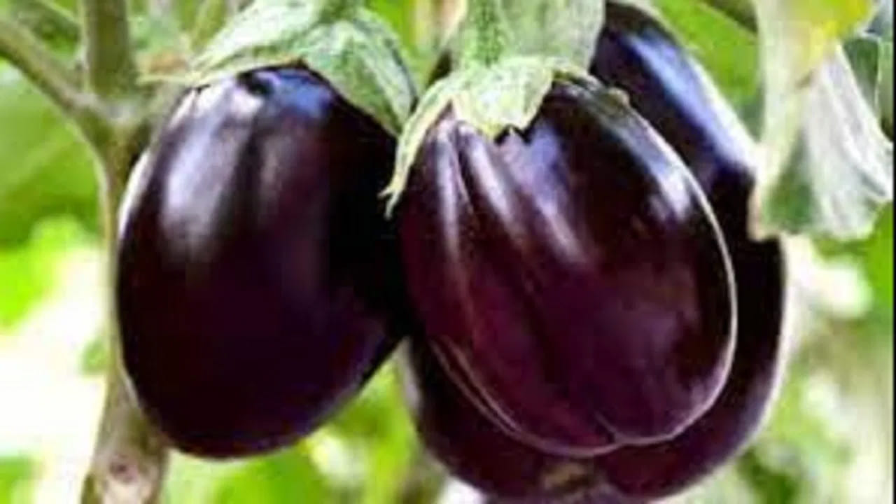 తక్కువ రక్తపోటు : వంకాయ సహజంగా రక్తపోటును తగ్గిస్తుంది. ఇప్పటికే లో-బీపీతో బాధపడేవారు వంకాయను అధికంగా తీసుకుంటే రక్తపోటు మరింత తగ్గి నీరసం, తలతిరగడం వంటి సమస్యలు రావచ్చు.