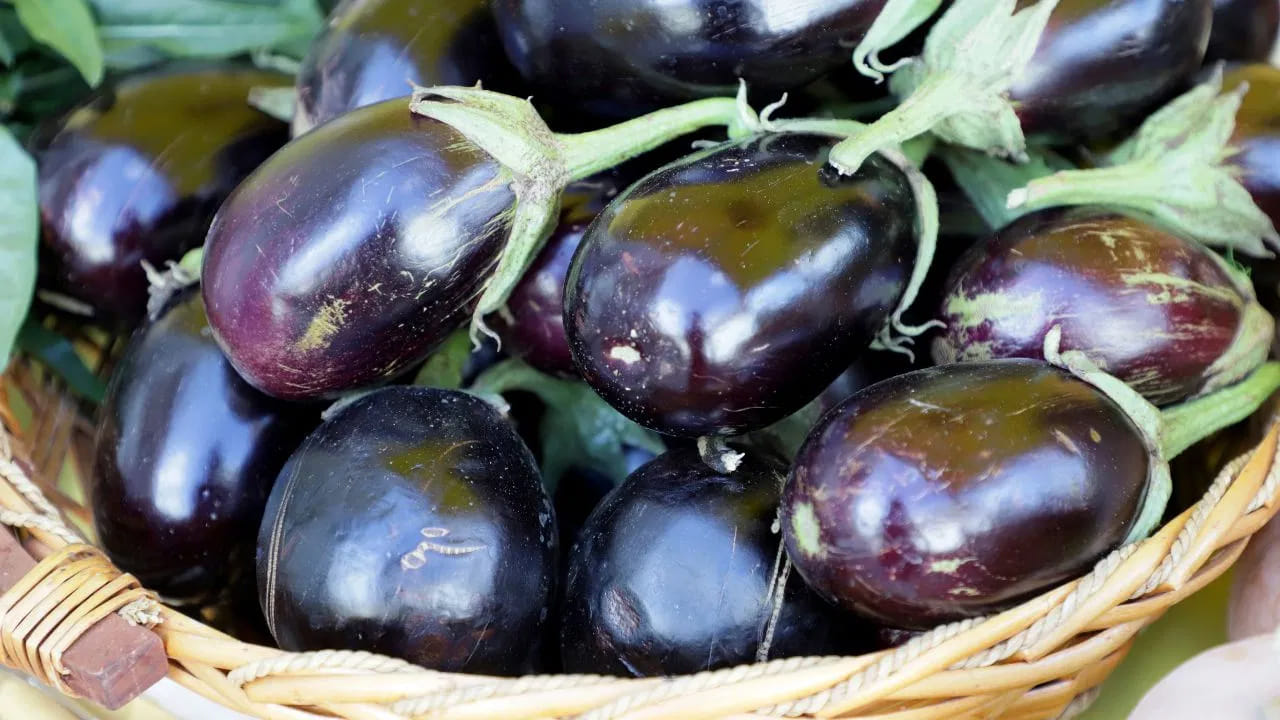 జాగ్రత్తలు - సూచనలు: వంకాయను వేయించడం కంటే గ్రిల్ చేయడం లేదా బేకింగ్ చేయడం ఆరోగ్యకరం. వంకాయను కాల్షియం అధికంగా ఉండే ఆహారాలతో కలిపి తీసుకోవడం వల్ల ఆక్సలేట్ శోషణ తగ్గుతుంది. వంకాయ చాలా మందికి మేలు చేసే కూరగాయే, కానీ మీ శరీర తత్వాన్ని బట్టి అది ఎలా స్పందిస్తుందో గమనించడం ముఖ్యం.