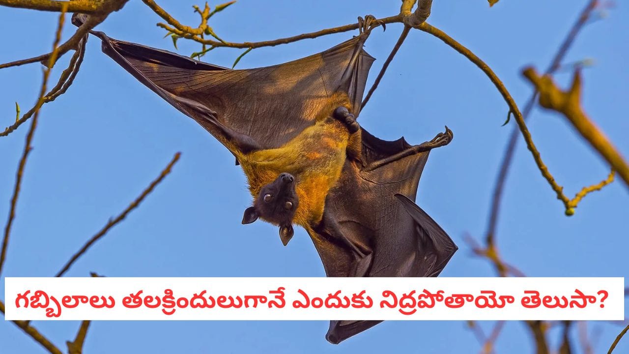 Bat Facts: నేల మీద నుంచి ఎగరలేని ఏకైక ఎగిరే జీవి.. గబ్బిలం గురించి ఈ షాకింగ్ నిజాలు మీకు తెలుసా