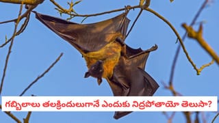 Bat Facts: నేల మీద నుంచి ఎగరలేని ఏకైక ఎగిరే జీవి.. గబ్బిలం గురించి ఈ షాకింగ్ నిజాలు మీకు తెలుసా