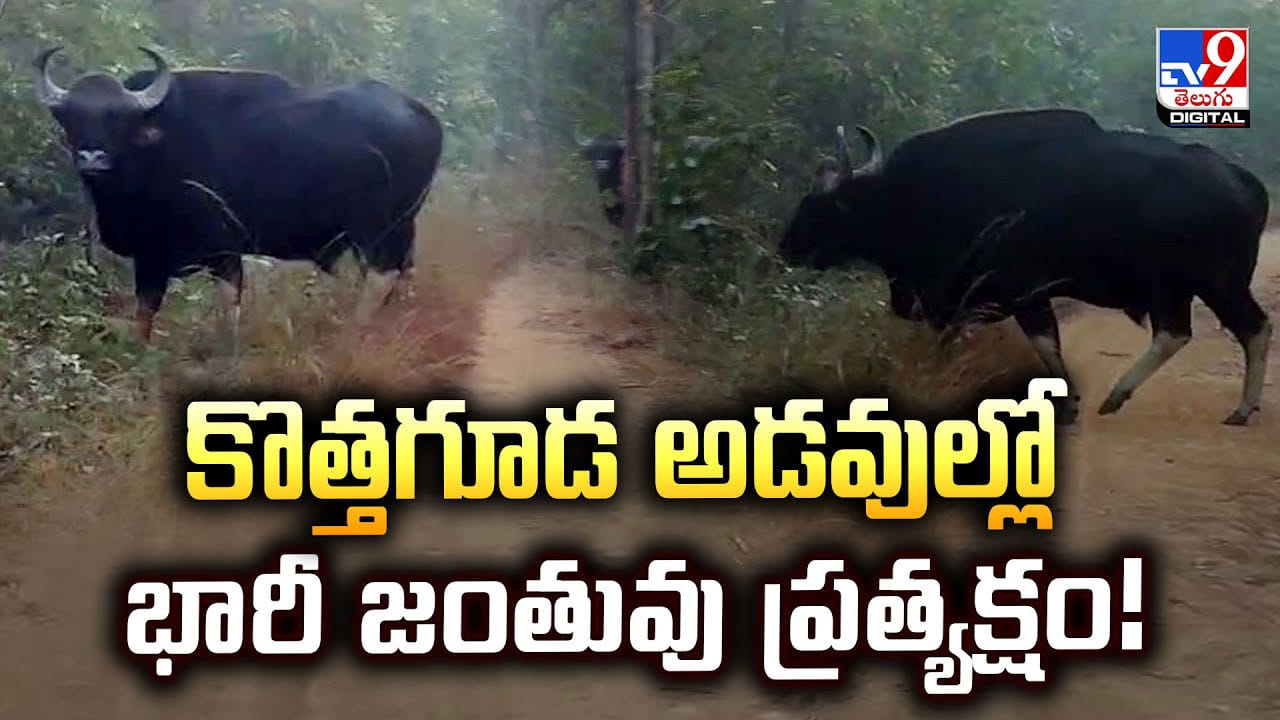 కొత్తగూడ అడవుల్లో భారీ జంతువు ప్రత్యక్షం!