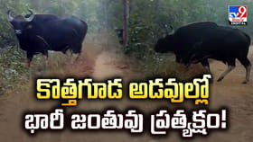 కొత్తగూడ అడవుల్లో భారీ జంతువు ప్రత్యక్షం!