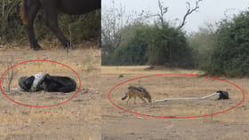 అడవిలో సీన్ ఇలా ఉంటది.. మొదట అలా.. చివరికి ఇలా...