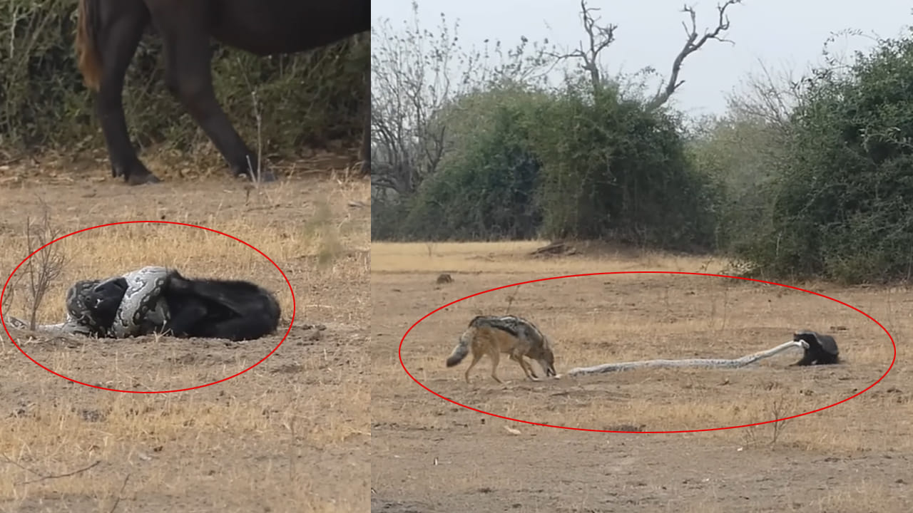 Viral Video: అడవిలో పోరాటం ఇట్టా ఉంటది.. మొదటి సీన్ ఇది.. అంతిమంగా..