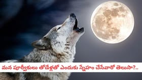 మన పూర్వీకులు తోడేళ్లతో ఎందుకు స్నేహం చేసేవారో తెలుసా?..