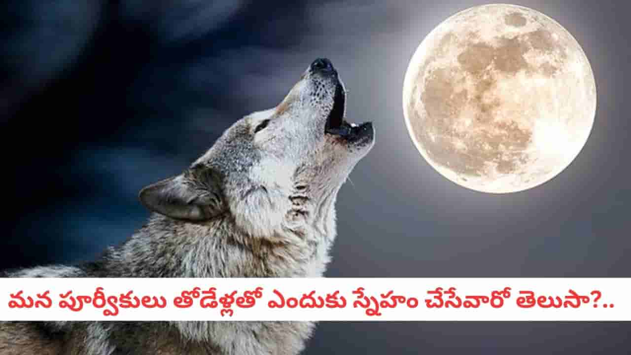 Wolf Facts: తోడేళ్లు చంద్రుడిని చూసి ఎందుకు అరుస్తాయి?.. ఈ జంతువుల గురించి ఆసక్తికర విషయాలు..