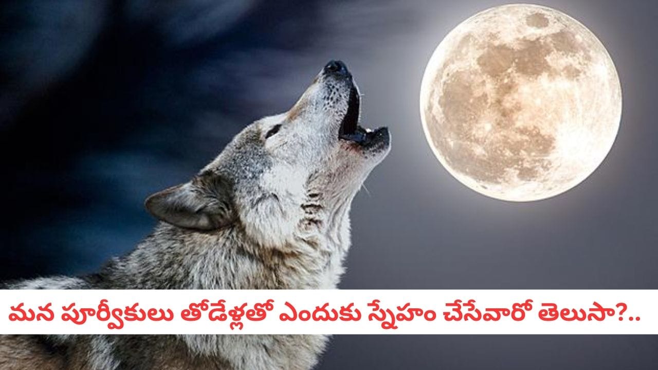 Wolf Facts: తోడేళ్లు చంద్రుడిని చూసి ఎందుకు అరుస్తాయి?.. ఈ జంతువుల గురించి ఆసక్తికర విషయాలు..
