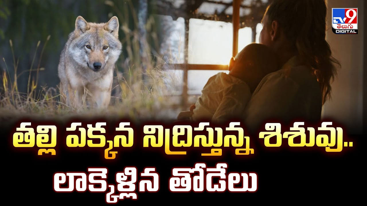తల్లి పక్కన నిద్రిస్తున్న శిశువు.. లాక్కెళ్లిన తోడేలు