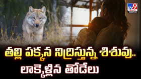 తల్లి పక్కన నిద్రిస్తున్న శిశువు.. లాక్కెళ్లిన తోడేలు