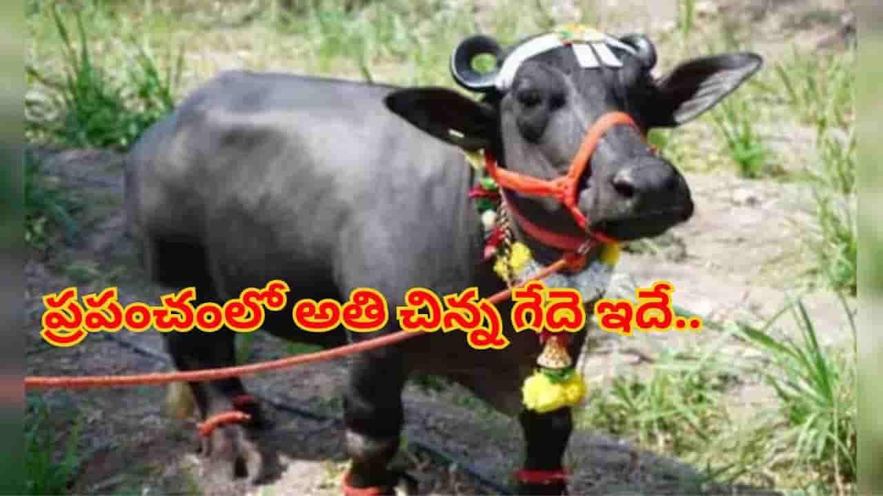 Worlds Smallest Buffalo : ప్రపంచంలో అతి చిన్న గేదె ఇదే.. ఎత్తు ఎంతో తెలిస్తే అవాక్కే..!