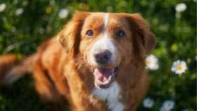 మీ కుక్కకు ఈ ఆహారాలు విషంతో సమానం.. పెట్టారో వాటి ప్రాణాలకే..