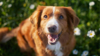 Water Bottles : వాటర్ బాటిల్స్‌లో నీరు తాగుతున్నారా..? ఎలాంటి సీసా వాడితే బెటర్‌..