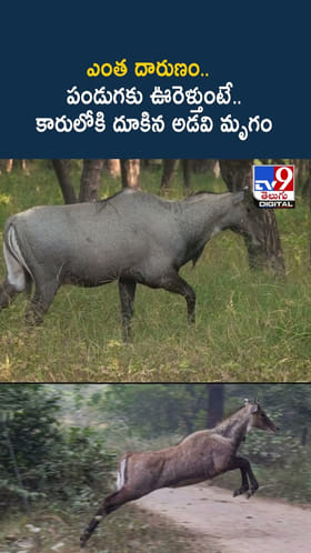 ఎంత దారుణం.. పండుగకు ఊరెళ్తుంటే..కారులోకి దూకిన అడవి మృగం