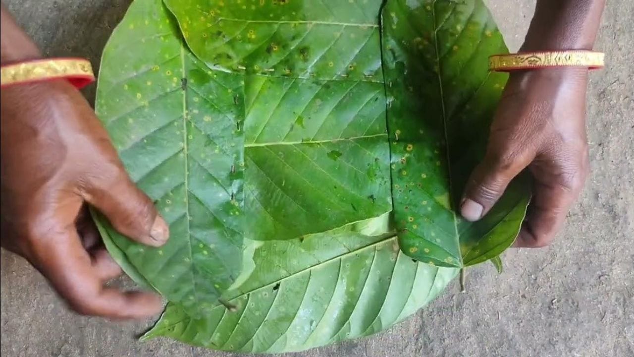 సాల్, టేకు ఆకులు : పశ్చిమ బెంగాల్, జార్ఖండ్ ప్రాంతాల్లో వీటిని ఎక్కువగా వాడతారు. ఇవి గట్టిగా ఉండటం వల్ల భోజనానికి చాలా అనువుగా ఉంటాయి.