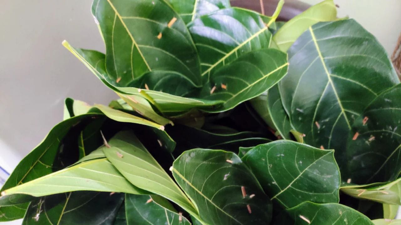 పనస ఆకులు : వీటిని చిన్న చిన్న ప్లేట్లుగా అల్లి వాడుతుంటారు. ఇవి ఆహారం తాజాగా ఉండటానికి సహాయపడతాయి.