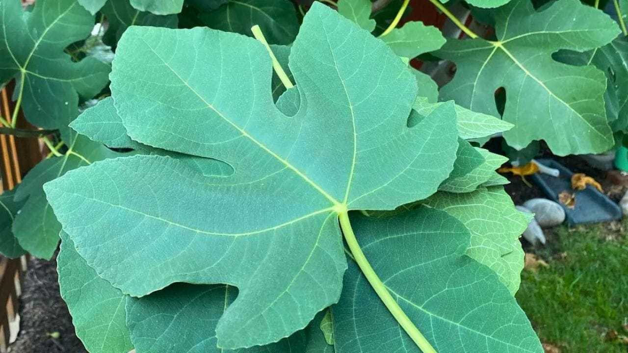 అంజూరపు ఆకులు : వీటిలో ఫైబర్ ఎక్కువగా ఉంటుంది. మాంసం లేదా చేపలను వండేటప్పుడు వీటిని చుట్టి ఉడికిస్తే కొబ్బరి-వనిల్లా మిశ్రమ రుచి వస్తుంది.