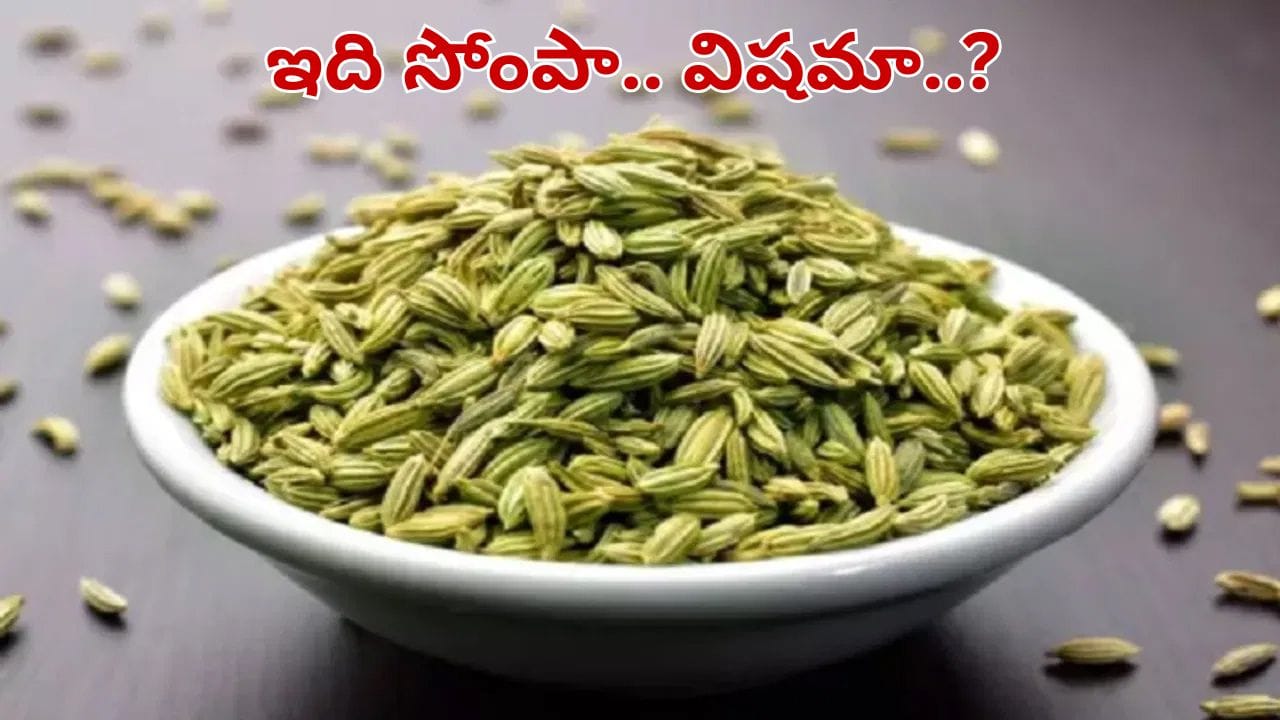 సోంపు తిన్నాక విషంగా మారుతుందా.. పచ్చటి గింజల వెనుక దాగున్న అసలు నిజం ఇదే..