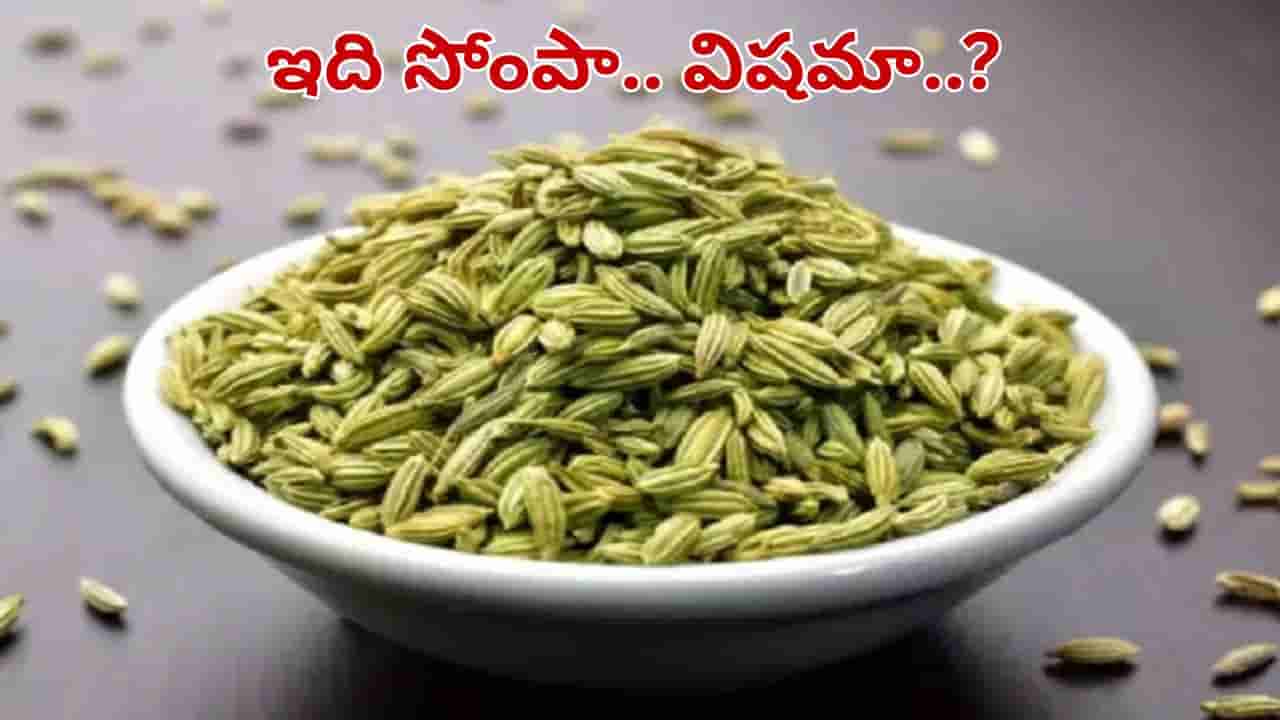 సోంపు తిన్నాక విషంగా మారుతుందా.. పచ్చటి గింజల వెనుక దాగున్న అసలు నిజం ఇదే..