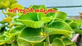 ఆకు కాదిది ఔషధ గని.. ఎన్ని రోగాలకి చెక్ పెట్టొచ్చో తెలుసా..?
