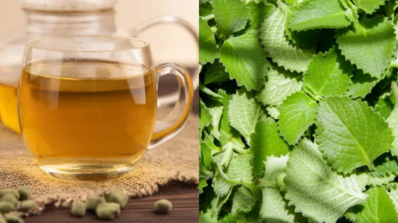 వాము ఆకులో విటమిన్ సి, యాంటీ ఆక్సిడెంట్స్, ప్రోటీన్స్ తదితర ఖనిజాలు శరీరానికి ఎంతో మేలు చేస్తాయి. సీజనల్‌గా వచ్చే జలుబు, దగ్గు సమస్యలను దూరం చేస్తుంది. వాము ఆకు తింటే జీవక్రియ సక్రమంగా జరుగుతుంది. ఈ ఆకు తింటే అధిక రక్తపోటు సైతం నియంత్రణలోకి వస్తుంది. 