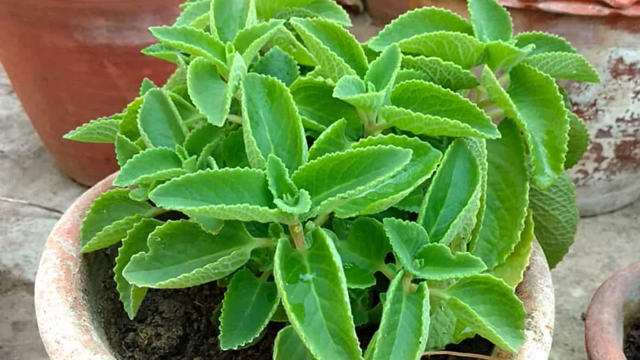 ఆరోగ్య నిపుణుల అభిప్రాయం ప్రకారం, మీరు వాము ఆకులను నమలడం వల్ల, ఉబ్బరం, గ్యాస్, మలబద్ధకం వంటి జీర్ణ సమస్యలను దూరంగా ఉంచడంలో మీకు సహాయపడుతుంది. వాము ఆకులను నీటిలో మరిగించి తాగడం వల్ల శ్వాసకోశ సమస్యలు దూరంగా ఉంటాయని అనేక పరిశోధనల్లో వెల్లడైంది. ఈ ఆకు తినడం వల్ల రోగనిరోధక శక్తి పెరుగుతుంది.