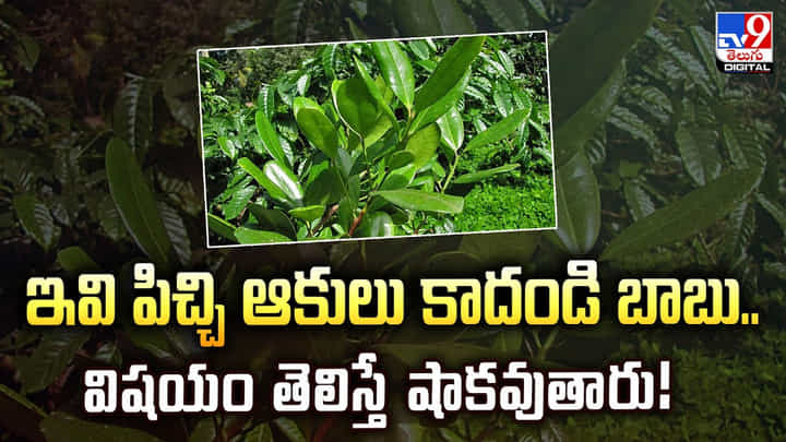 ఇవి పిచ్చి ఆకులు కాదండి బాబు.. విషయం తెలిస్తే షాకవుతారు ఇవి పిచ్చి ఆకులు కాదండి బాబు.. విషయం తెలిస్తే షాకవుతారు