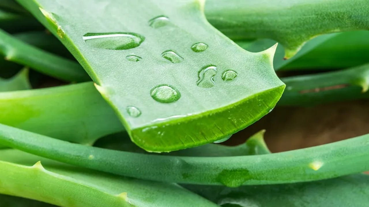 అంతేకాదు, ఇది జీర్ణవ్యవస్థను, జుట్టును బలంగా ఉంచుతుంది. ఇంకా దీనిలో యాంటీ-ఆక్సిడెంట్, యాంటీ-బ్యాక్టీరియల్ గుణాలు ఉంటాయి.  కాలిన గాయాలను కూడా తగ్గిస్తుంది. అయితే, ఇది కొందరికి మాత్రం చాలా డేంజర్ అని చెబుతున్నారు.  