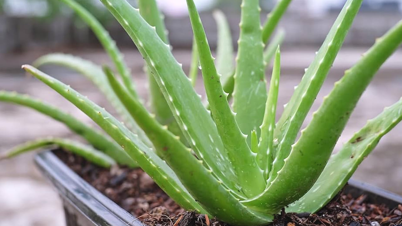 కలబంద వలన మన ఆరోగ్యానికి ఎన్నో ఉపయోగాలు ఉన్నాయి. ముఖ్యంగా ఇది చర్మానికి రక్షణగా ఉంటుంది. అందుకే దీనిని ఆయుర్వేదంలో కూడా వాడుతారు.