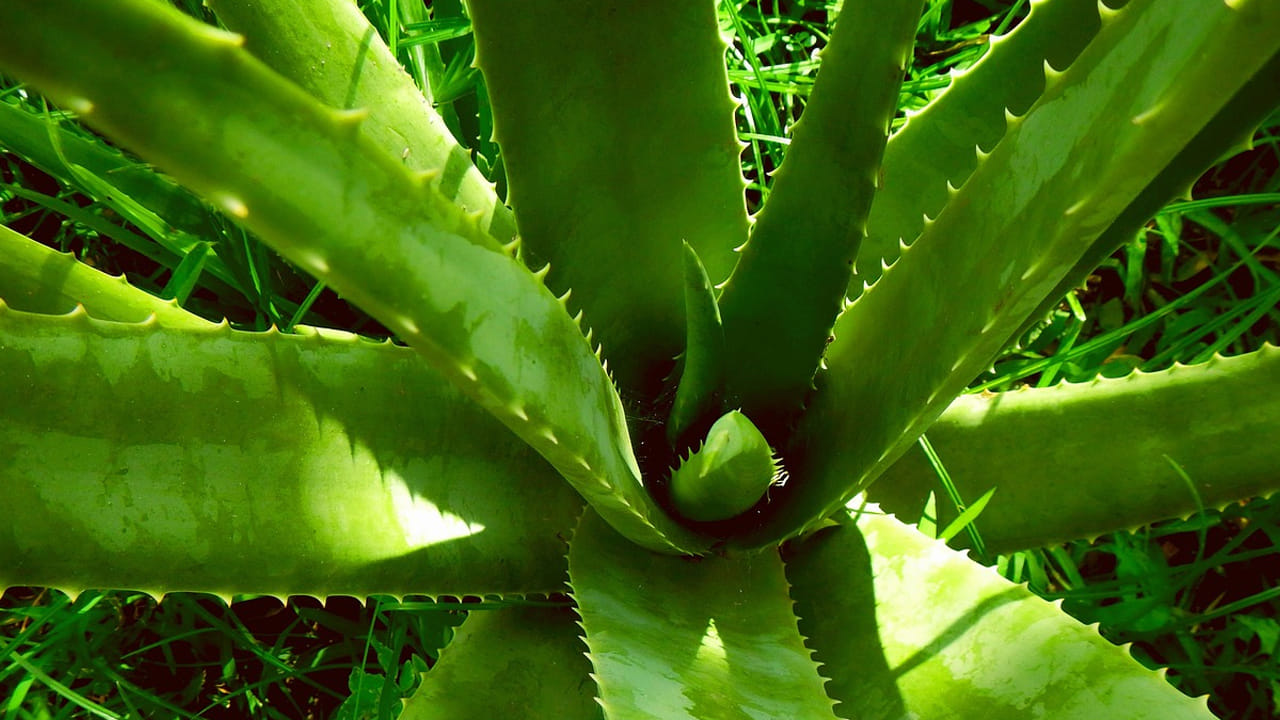 మొటిమలు బాగా ఉన్న వారు ఈ చిట్కాను ఫాలో అవ్వండి. ముందుగా తేనె కొంచం తీసుకుని దానిలో 2 టేబుల్ స్పూన్ల  కలబంద గుజ్జు, 1  టీస్పూన్ వాటర్ తీసుకుని బాగా మిక్స్ చేసి ముఖానికి అప్లై చేయండి. 20 నిమిషాల తర్వాత ముఖాన్ని వాష్ చేయండి. 
