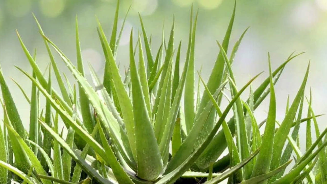 కలబందను మితి మీరి తీసుకుంటే విరేచనాలు, కడుపు నొప్పి వంటి సమస్యలు వస్తాయి. కాబట్టి, ఎక్కువగా దీనిని వాడకండి. 
అంతే కాదు, ఇది మూత్రపిండాలపైన కూడా ఒత్తిడిని కలిగిస్తుంది. 