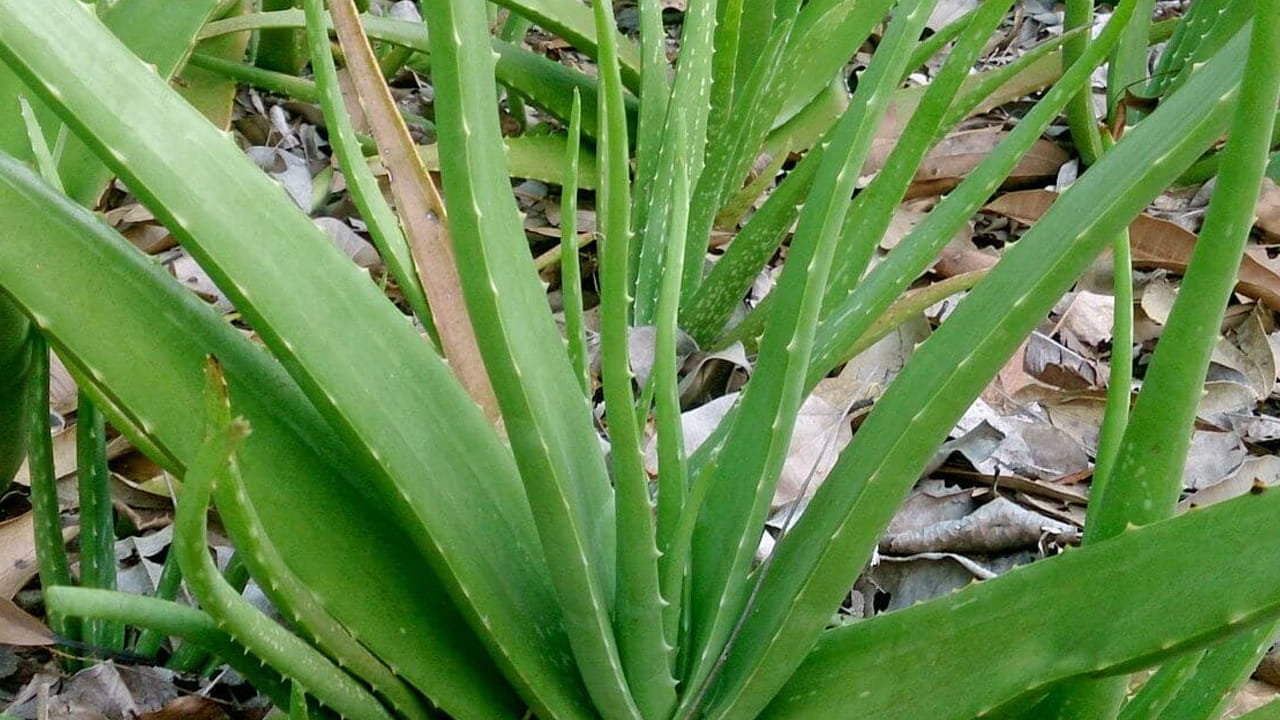 గర్భిణీలు, పాలిచ్చే మహిళలు దీనికి దూరంగా ఉండాలి. ఎందుకంటే, ఇద్దరికీ మంచిది కాదు. అంతేకాదు, రుతుక్రమ సమయంలో చిన్న పిల్లలకు కలబందను వాడకూడదు. ఒక వేళ వాడేముందు డాక్టర్ ను సంప్రదించి వాడాలి. 
