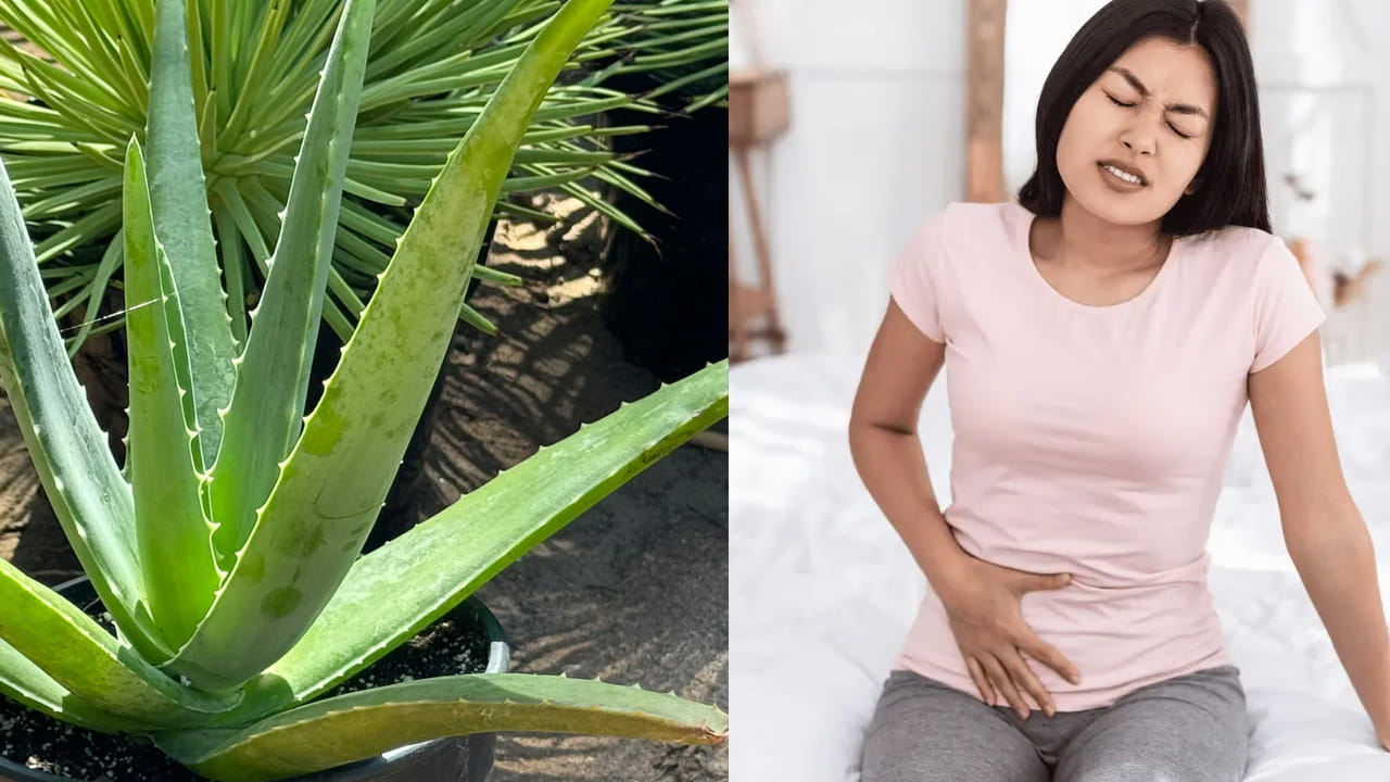 అందరికీ మేలు చేసే కలబంద.. వారికీ మాత్రం విషంతో సమానం!