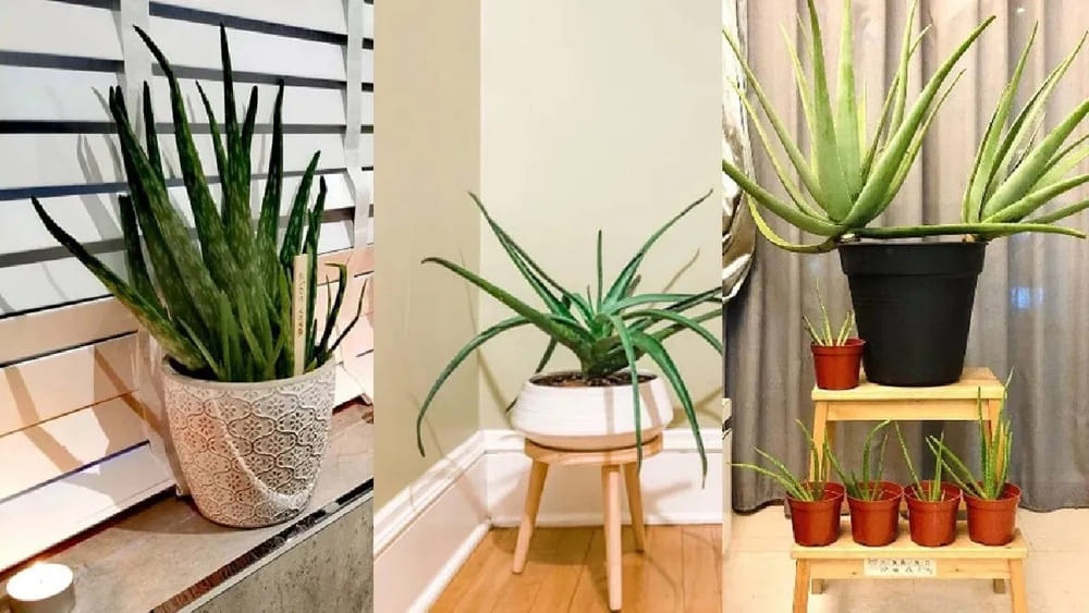 కలబంద మొక్కను ఇంట్లో ఈ దిశలో పెడితే దరిద్రం మీ వెంటే.. ఇలా చేస్తే సంపద అమాంతం..