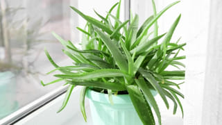 మరణించిన వారిని ఎందుకు విమర్శించకూడదు? కారణం ఇదే