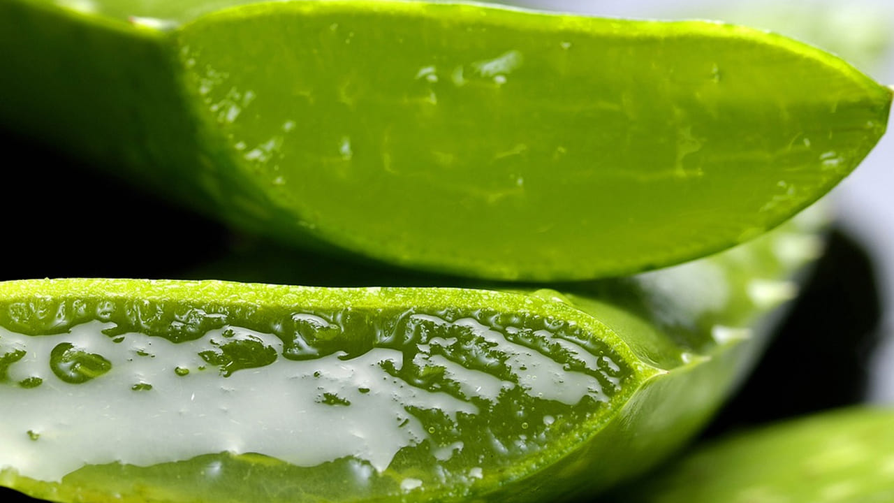 
ఎలాంటి డబ్బు అవసరం లేకుండా ఈ కలబంద చిట్కాతో మొటిమలకు చెక్ పెట్టండి. ముందుగా ఆకు నుండి వైట్ జెల్‌ ను వేరు చేసి 
 ముఖానికి అప్లై  చేయండి. ఇలా చేయడం వలన చెడు బ్యాక్టీరియా నాశనం అవుతుంది. అలాగే, ఉదయం ఒకసారి రాత్రి పడుకునే ముందు ఒకసారి  మొటిమల మీద అప్లై చేసి శుభ్రపరచండి