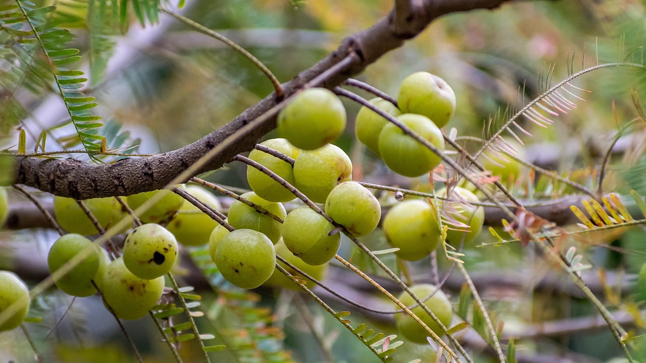 ఉసిరికాయలో విటమిన్ సి ఎక్కువగా ఉంటుంది. కాబట్టి, వీటిని రాత్రి వేళలో తీసుకుంటే సరిగా జీర్ణం కాక కొత్త సమస్యలు వస్తాయి. ఇది నరాల వ్యవస్థ ను యాక్టీవేట్ చేసి బ్లడ్ ఎక్కువగా ఫ్లో అయ్యి నరాలు గట్టిగా అయ్యేలా చేస్తుంది. దీంతో నిద్ర లేమి సమస్యలు మొదలవుతాయి. ఒక వేళ మీరు తీసుకోవాలనుకుంటే రాత్రి సమయంలో తీసుకోకండి.