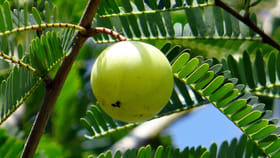 ఉసిరికాయ వారికీ మస్త్ డేంజర్..