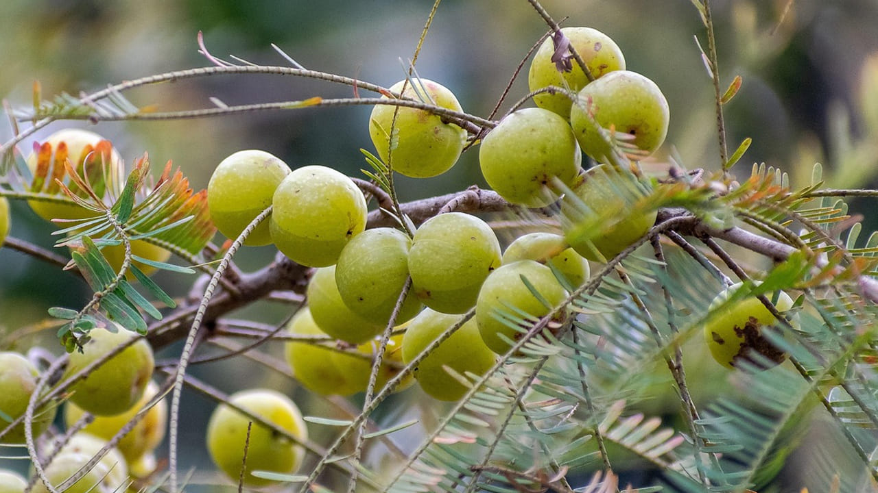 ప్రెగ్నెంట్ మహిళలు , పాలిచ్చే తల్లులు ఉసిరితో చాలా జాగ్రత్తగా ఉండాలని నిపుణులు చెబుతున్నారు. గర్భంతో ఉన్న ఆడవాళ్ళు ఉసిరిని తింటే అది నేరుగా జీర్ణక్రియ పై ప్రభావం చూపుతుంది. దీని వలన వారికీ విరోచనాలు అయ్యే ప్రమాదం ఉంది.