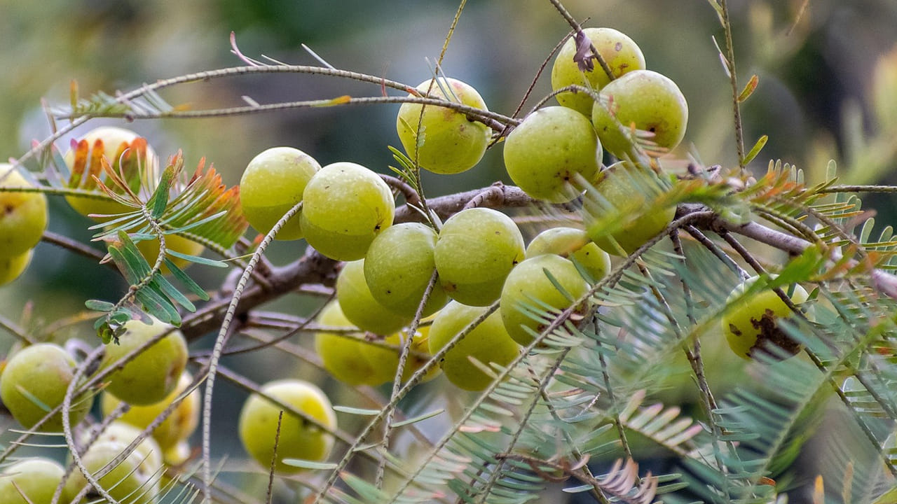
ఉసిరి రసం : ఉసిరిలో విటమిన్-సి ఉంటుంది. ఇవి రక్తంలో షుగర్ లెవెల్స్ ను కంట్రోల్ చేస్తాయి. ఒక టేబుల్ స్పూన్   ఉసిరి రసాన్ని తీసుకుని దానిలో ఒక గ్లాస్ నీరు పోసి దానిలో ఉప్పు వేసుకుని తాగితే షుగర్ కంట్రోల్ అవుతుంది. 