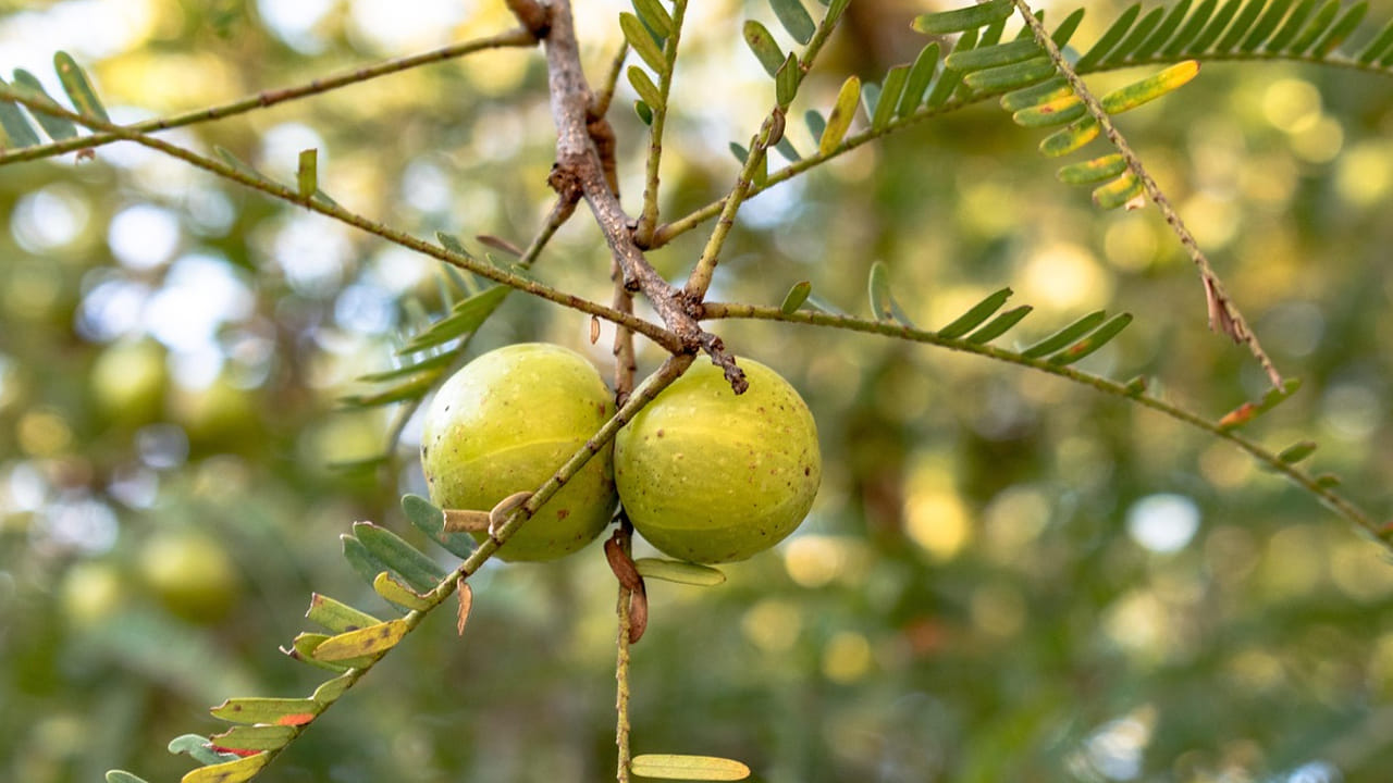గ్యాస్ట్రిక్ సమస్యలతో బాధపడే వారు ఉసిరి కాయను తినకపోవడమే మంచిది. ఎందుకంటే, ఇది కడుపులో యాసిడ్ పెంచి గ్యాస్ సమస్యను మరింత ఎక్కువయ్యేలా చేస్తుంది.