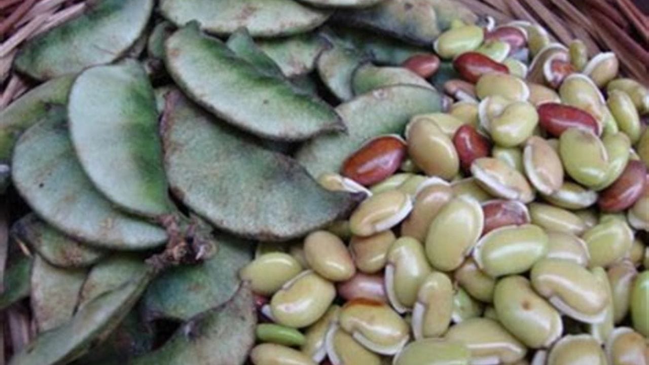 అనపకాయల్లో విటమిన్‌ డి, కాల్షియం, పాస్ఫరస్‌ లాంటి పోషకాలు పుష్కలంగా లభిస్తాయి. ఇవన్నీ ఎముకలను ఆరోగ్యంగా ఉంచుతాయి. దంతక్షయం నుంచి కాపాడతాయి. పొటాషియం, మాంగనీస్‌, జింక్‌ కండరాల తిమ్మిరి సమస్యను దూరం చేస్తాయి. శ్వాసకోశ సమస్యల నుంచి ఉపశమనం కలిగిస్తాయి.