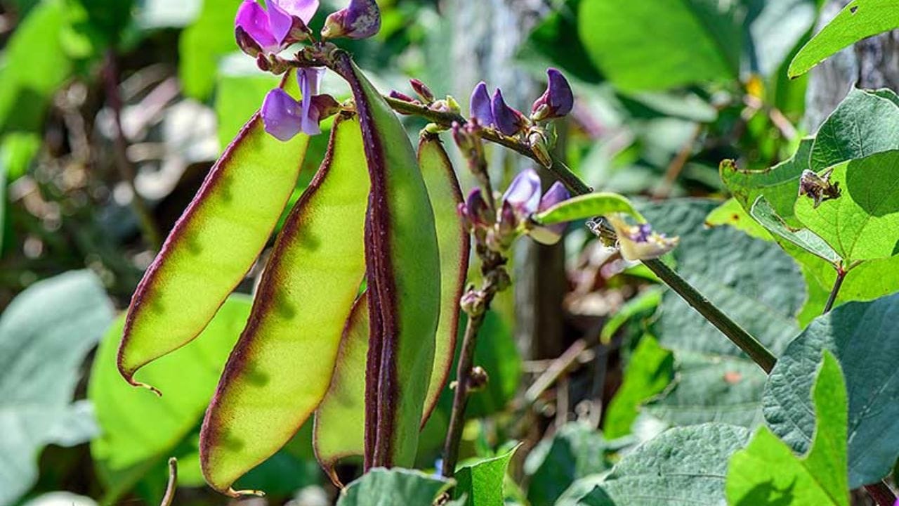 అనపకాయ గింజలలో ప్రోటీన్, ఫైబర్ పుష్కలంగా ఉంటాయి. షుగర్ లెవల్స్ కంట్రోల్‌లో ఉండటానికి సహాయపడతాయి. ముఖ్యంగా ఇది రోజు తినడం వల్ల జీర్ణక్రియ మెరుగుపడుతుంది. ఈ గింజలను బాగా ఉడికించి మాత్రమే తినాలి. వారానికి మూడుసార్లు తింటే ఆరోగ్యానికి మేలు చేస్తాయి.