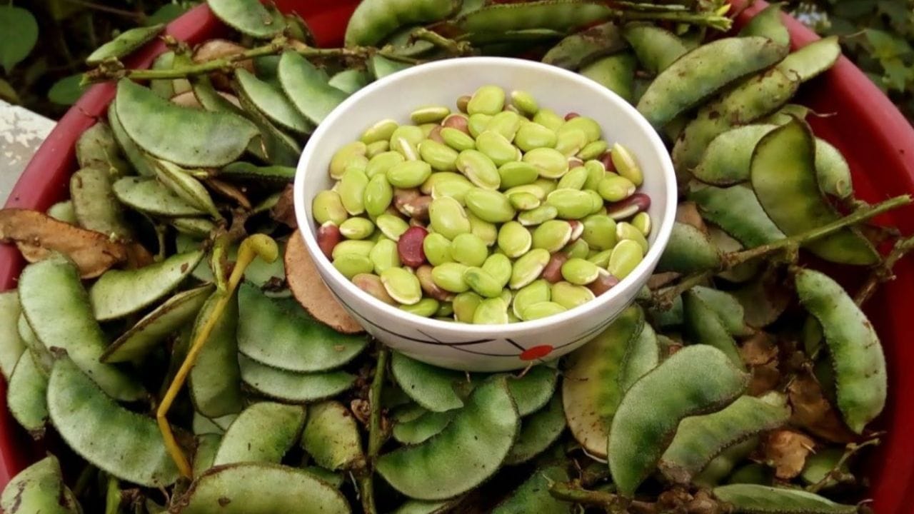 అనపకాయ గింజలను తరచూ తీసుకోవడం వల్ల కడుపు ఉబ్బరం, అజీర్ణం, అల్సర్‌, నులిపురుగులులాంటి సమస్యలు తీరుతాయి. ఇవి బరువు తగ్గడానికి కూడా ఎంతగానో ఉపయోగపడతాయి. వీటిలో ఎక్కువగా పిండి పదార్థాలు ఉంటాయి. ఇవి అధికంగా తినాలనే కోరికను తగ్గించి శరీరం బరువు పెరగకుండా నియంత్రిస్తాయి. 