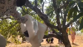 మామిడి తోటలో ఒక్కసారిగా చెలరేగిన అలజడి.. దూరం నుంచి చూడగా