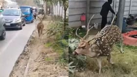 హైదరాబాద్‌ రోడ్లపై సడెన్‌గా ప్రత్యక్షమైన జింక.. ఎలా వచ్చిందంటే?