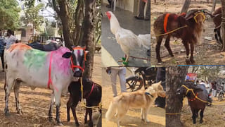 వావ్.. అమేజింగ్.. కోళ్లు, మేకలు, పాడి పశువులకు అందాల పోటీలు.. సంక్రాంతి సంబురం అదుర్స్..